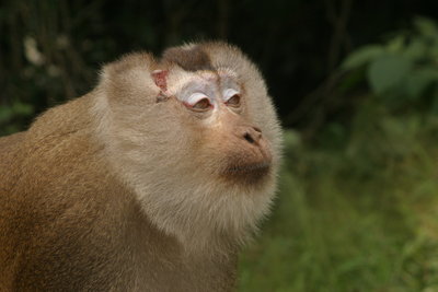 Verwandter im Khao Yai Nationalpark